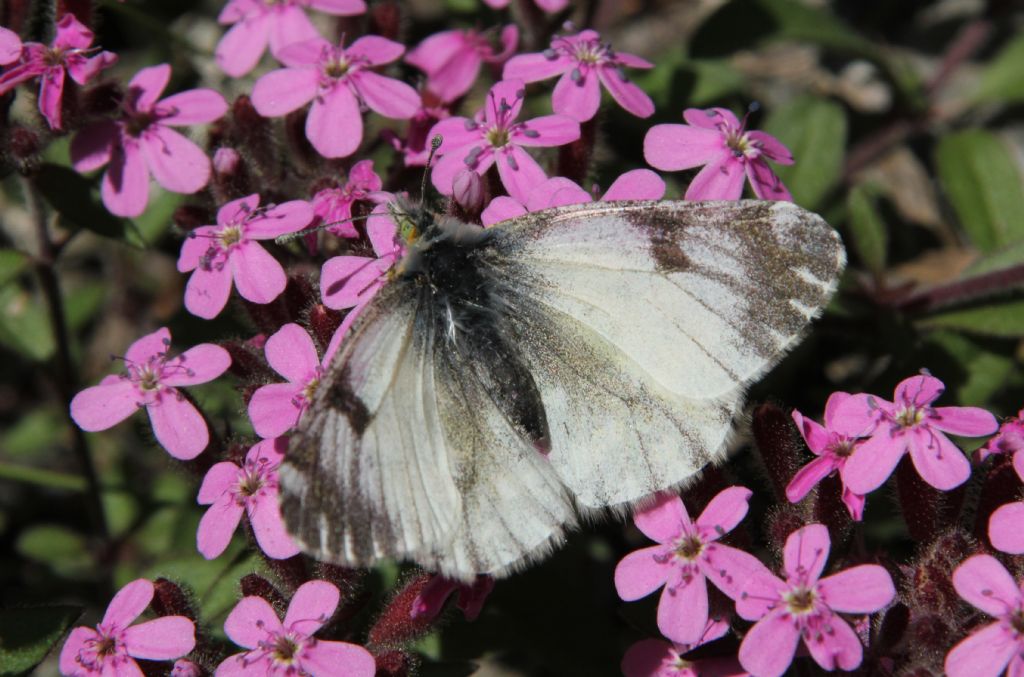 Alcune specie che non ho trovato in galleria